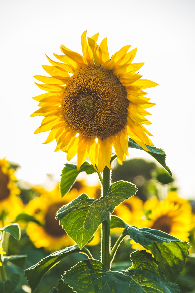 Buket Sunflower Happiness